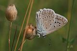 6164_Getand blauwtje (m) - Plitvice N.P. (Kroatia)